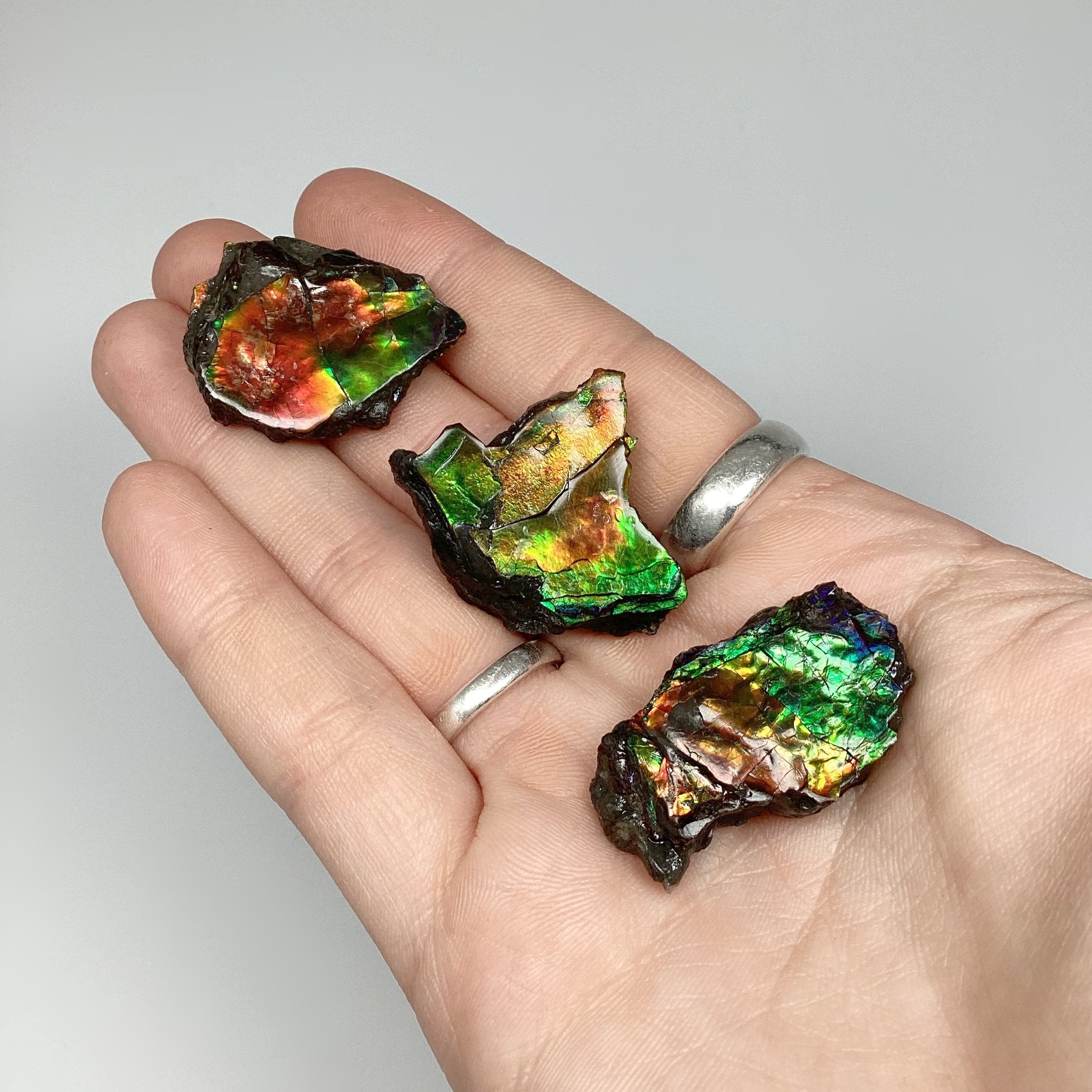 Ammolite Specimen - Rocks and Gems Canada