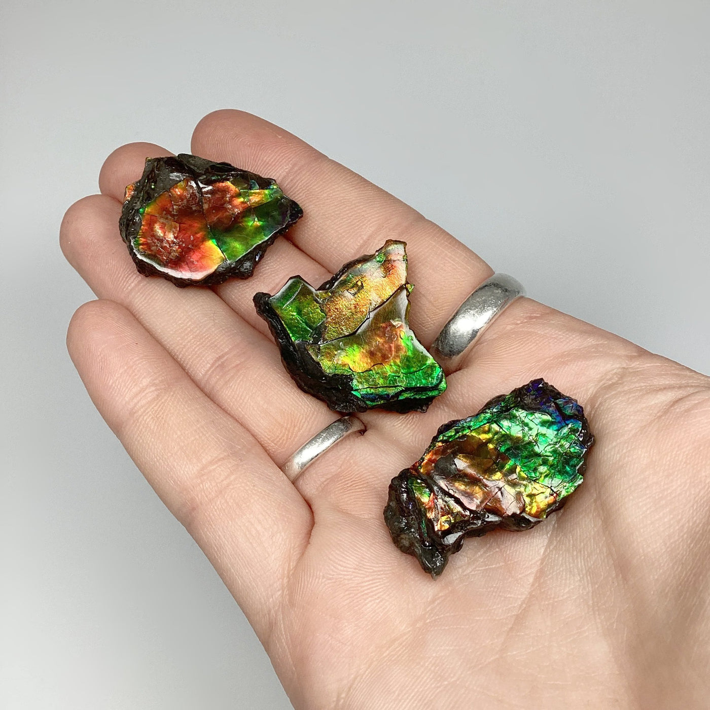 Ammolite Specimen at $75 Each