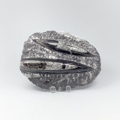 Orthoceras in Matrix