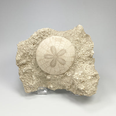 Sand Dollar Fossil in Matrix