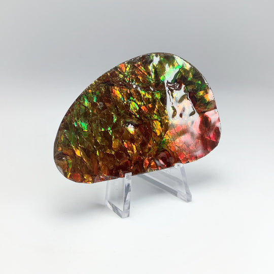 Ammolite Specimen - Rocks and Gems Canada