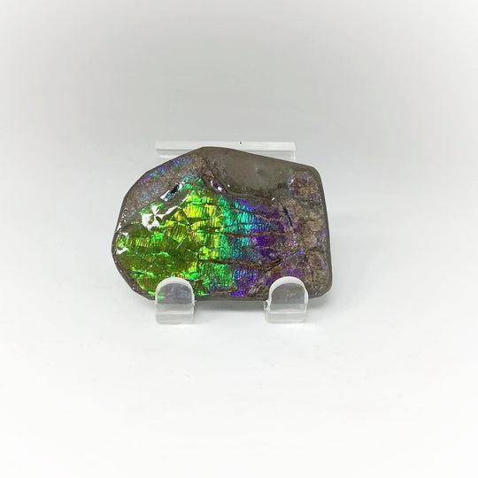 Ammolite Specimen - Rocks and Gems Canada