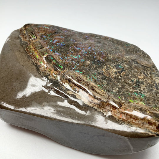 Ammolite Specimen - Rocks and Gems Canada
