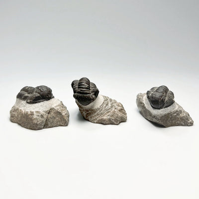 Trilobite Proetus Fossil at $89 Each