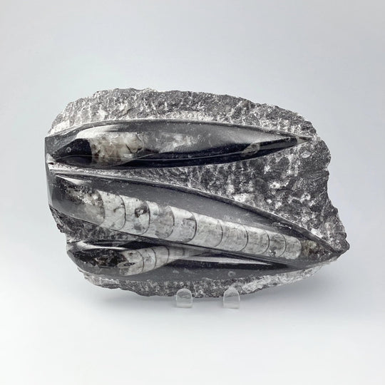 Orthoceras in Matrix - Rocks and Gems Canada
