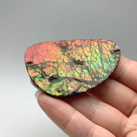 Ammolite Specimen - Rocks and Gems Canada