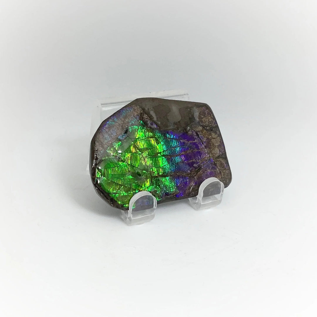 Ammolite Specimen - Rocks and Gems Canada