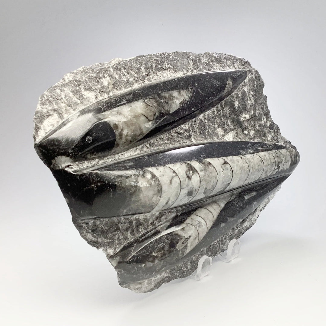 Orthoceras in Matrix - Rocks and Gems Canada