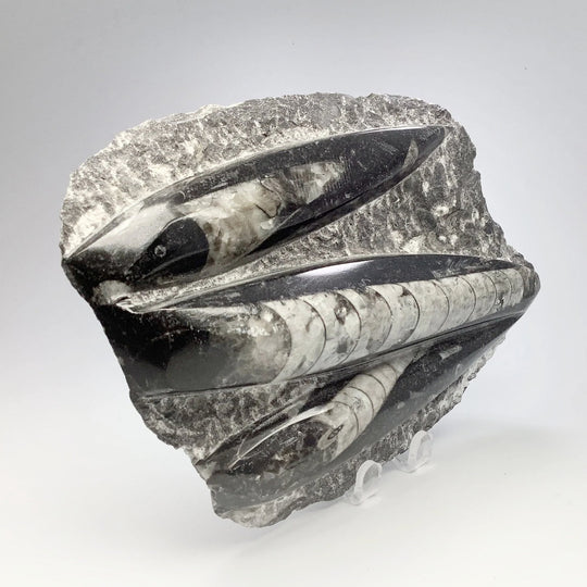 Orthoceras in Matrix - Rocks and Gems Canada