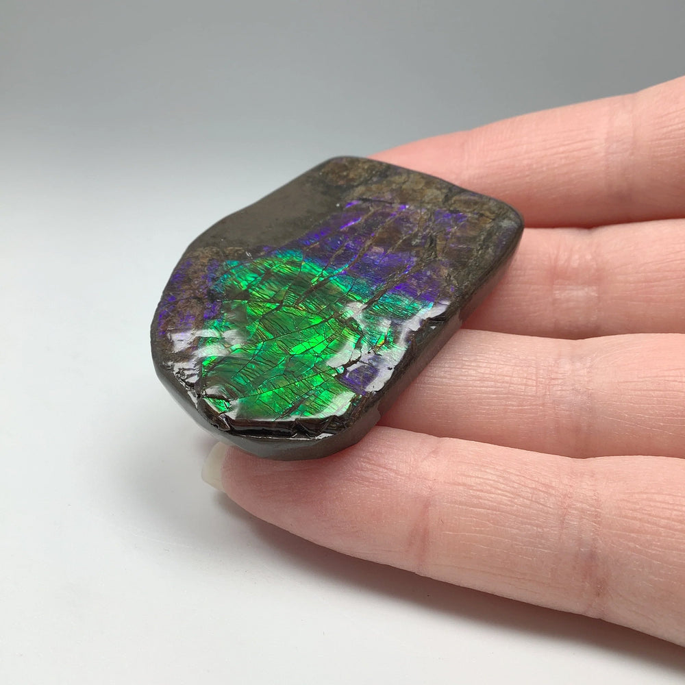 Ammolite Specimen - Rocks and Gems Canada