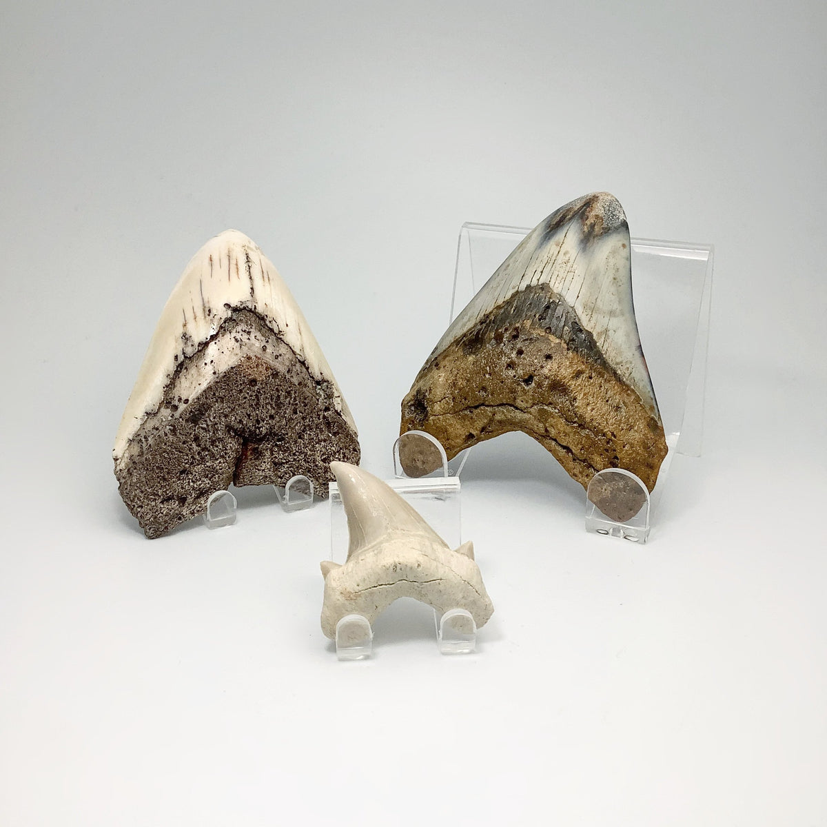 Fossil Shark Teeth – Rocks and Gems Canada