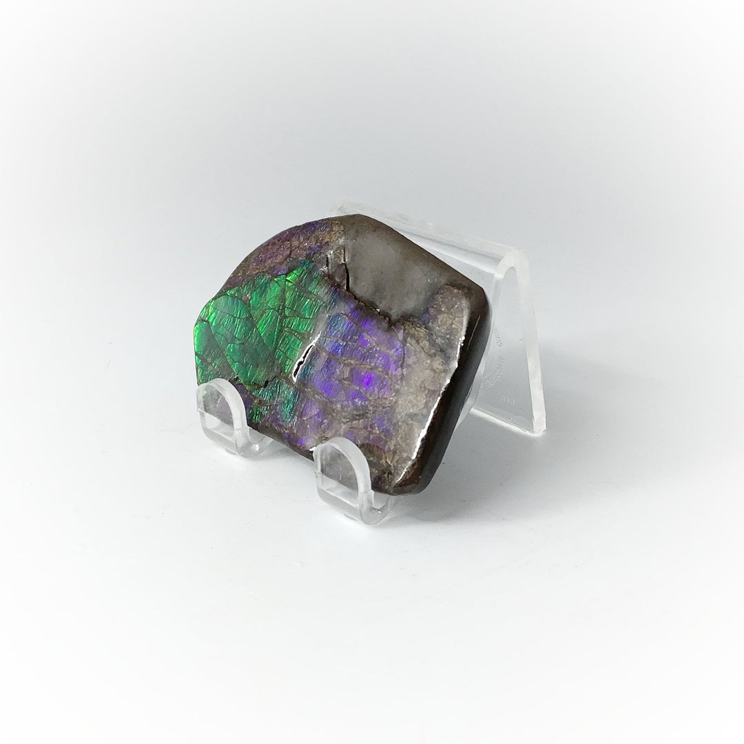 Ammolite Specimen - Rocks and Gems Canada