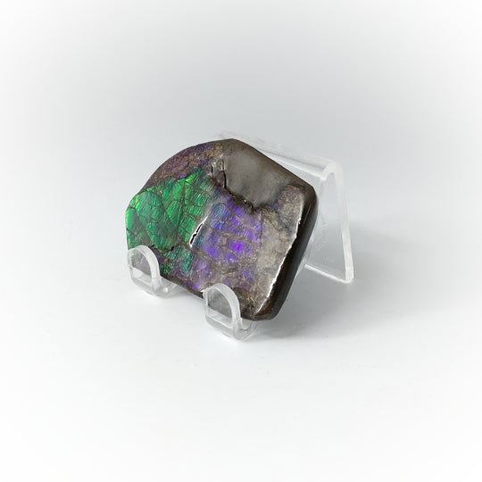 Ammolite Specimen - Rocks and Gems Canada