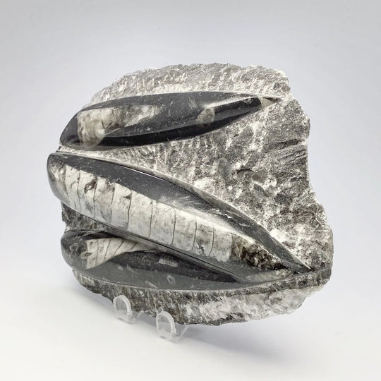 Orthoceras in Matrix - Rocks and Gems Canada