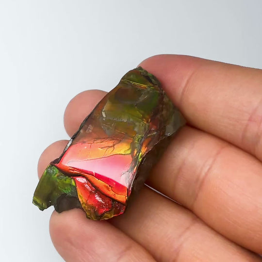 Ammolite Gem with Display Box