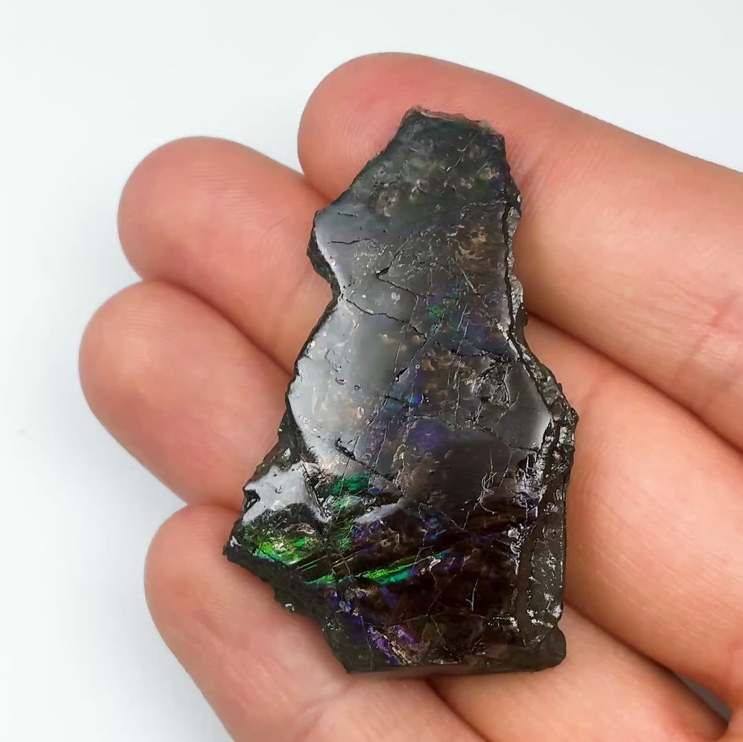 Ammolite Gem with Display Box