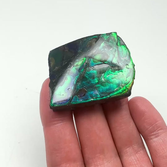 Ammolite Gem - Rocks and Gems Canada