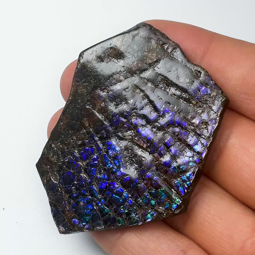 Ammolite Gem with Display Box