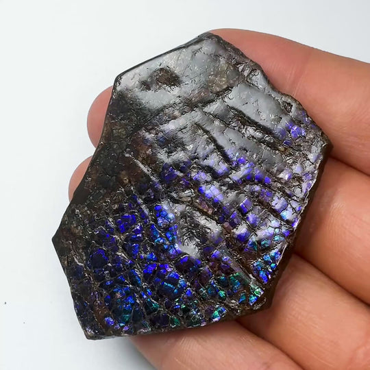 Ammolite Gem with Display Box