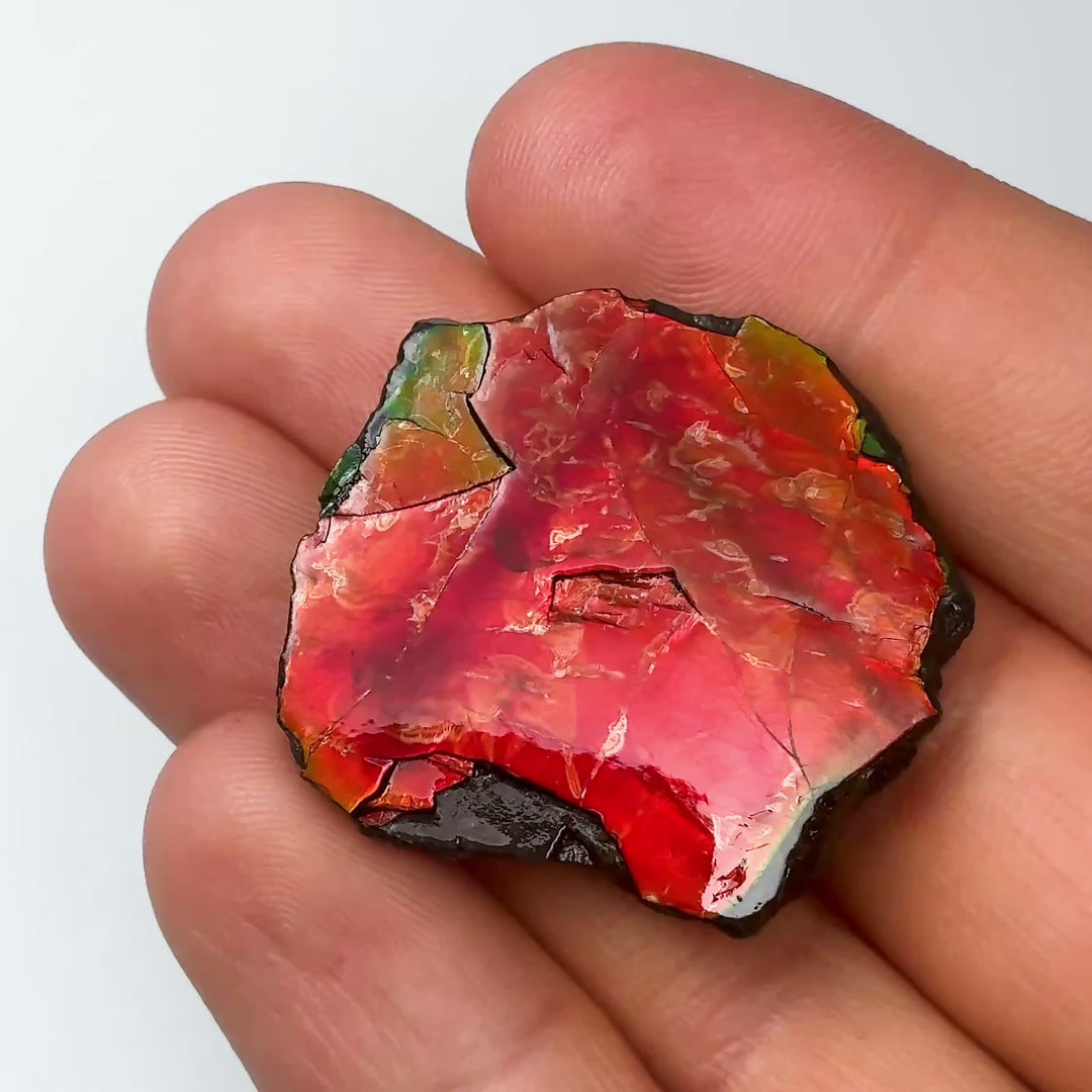 Ammolite Gem with Display Box