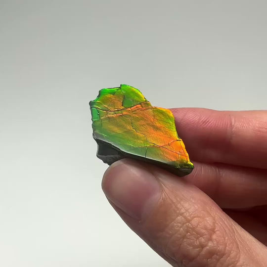 Ammolite Gem with Display Box