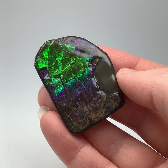 Ammolite Specimen