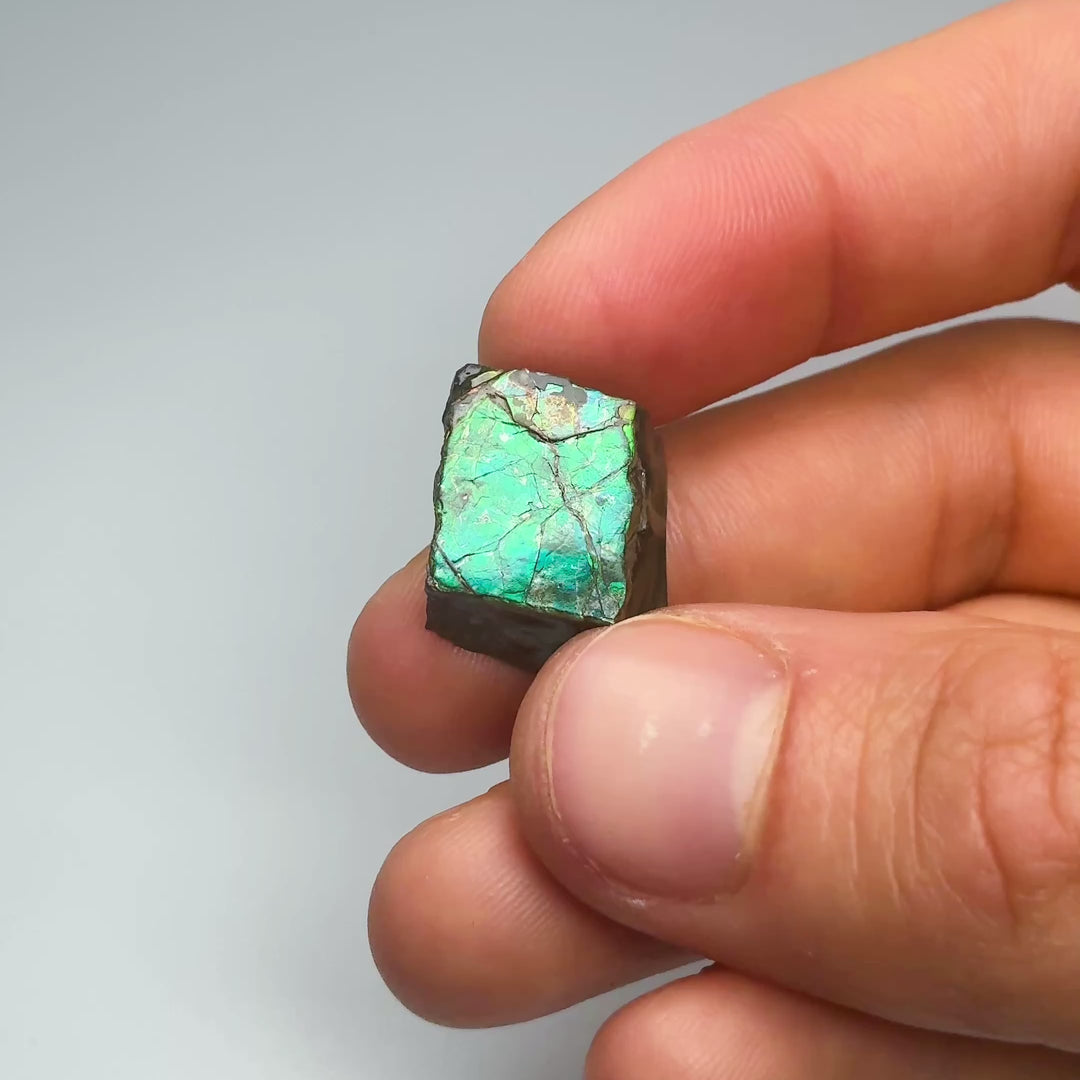 Ammolite Specimen