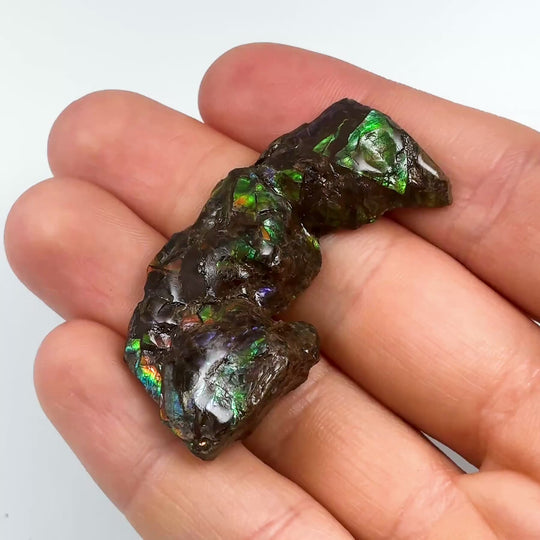 Ammolite Gem with Display Box