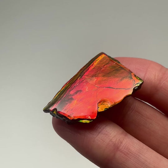 Ammolite Gem with Display Box