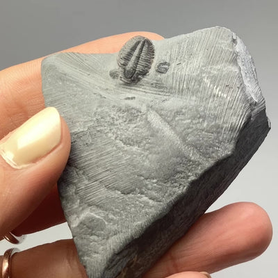 Trilobite Elrathia Kingii Fossil at $39 Each