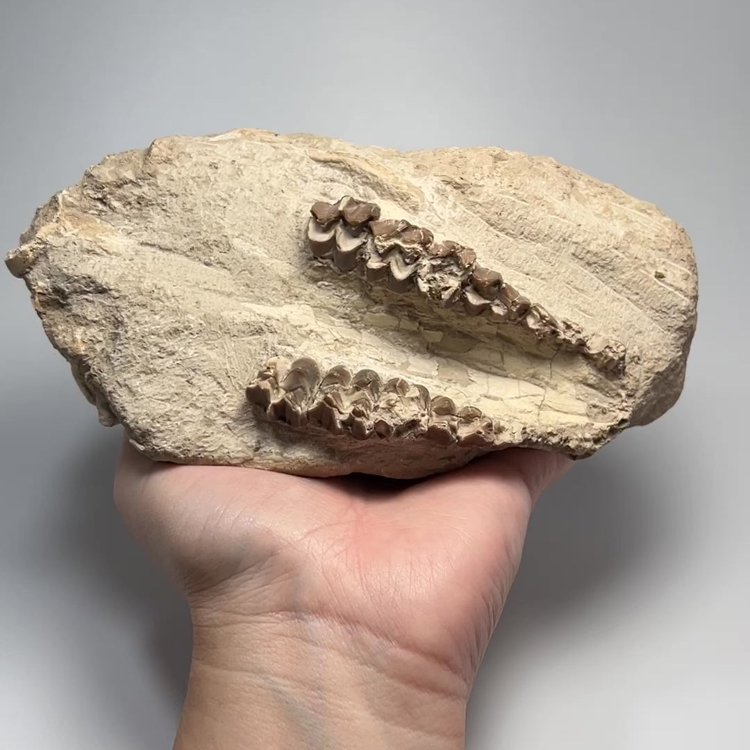 Fossilized Oreodon Upper Jawbone Skull Specimen in Matrix