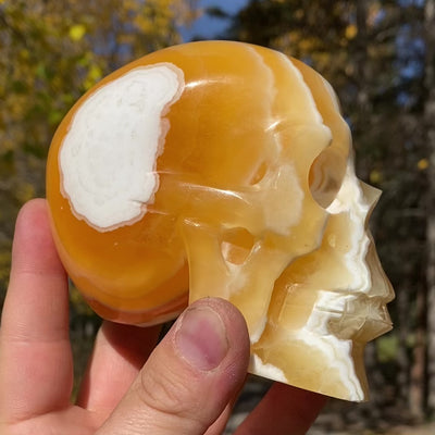 Honey Onyx Calcite Skull