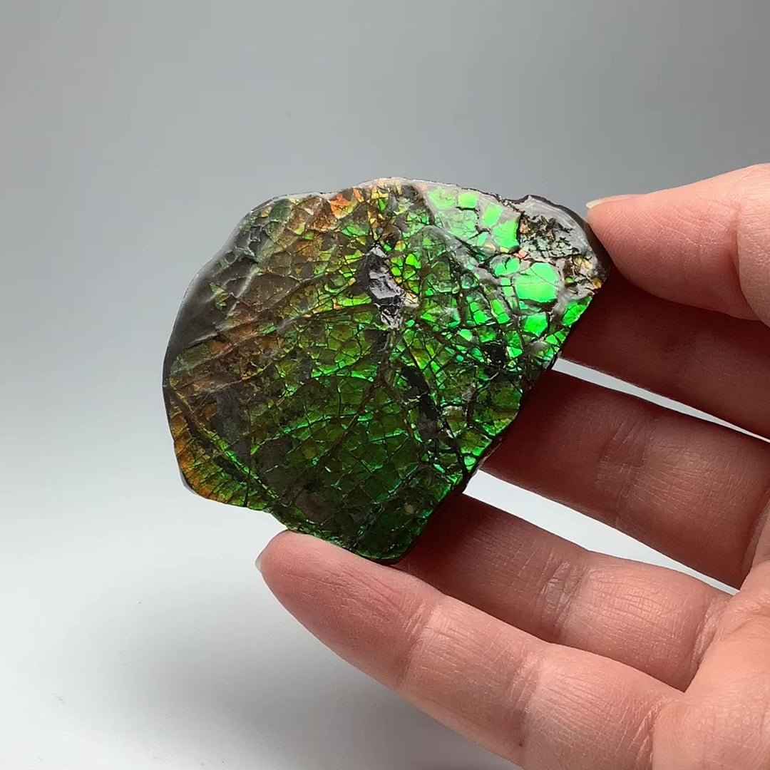 Ammolite Specimen