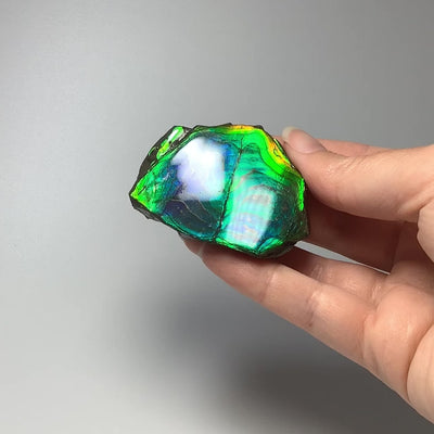 Ammolite Gem Display Box