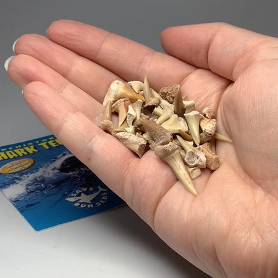Mixed Small Fossilized Prehistoric Shark Teeth Kit