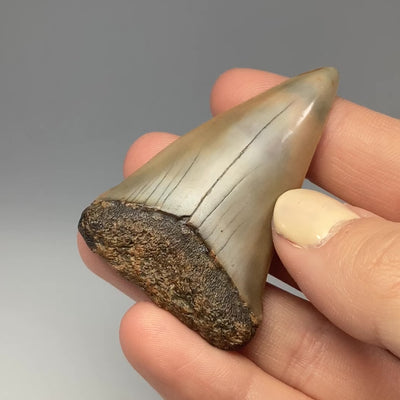 Fossilized Shark Tooth Specimen: Carcharodon Megalodon