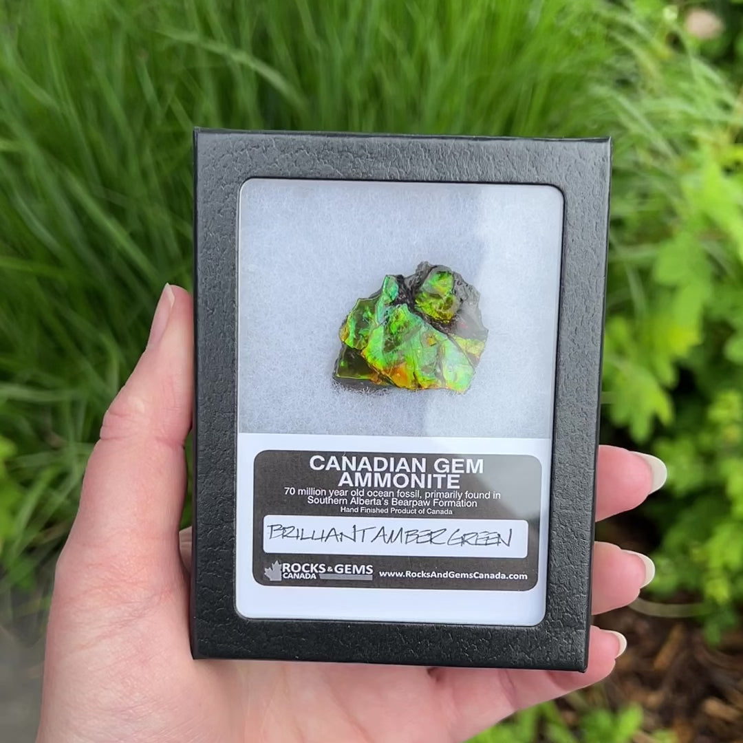 Ammolite Gem Display Box