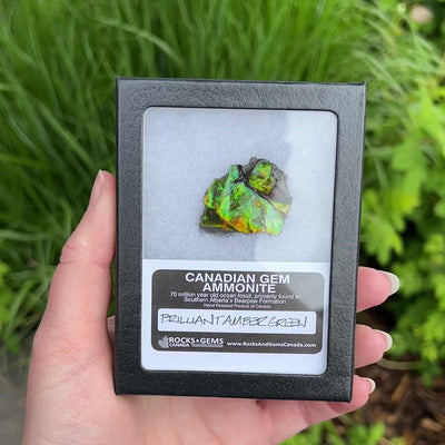 Ammolite Gem Display Box