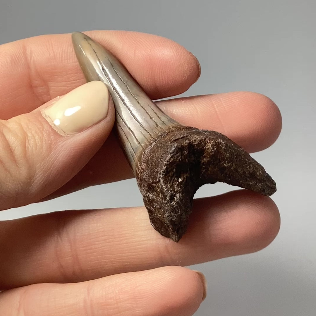 Fossilized Shark Tooth Specimen: Mako