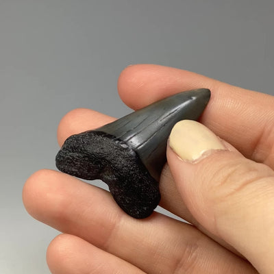 Fossilized Shark Tooth Specimen: Great White Shark