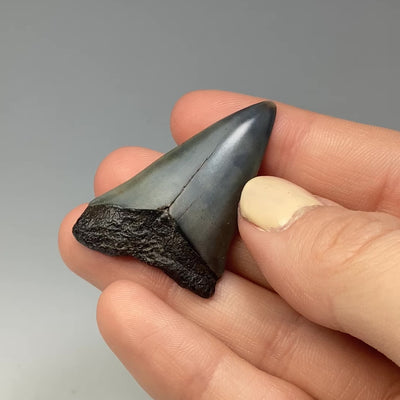 Fossilized Shark Tooth Specimen: Great White Shark