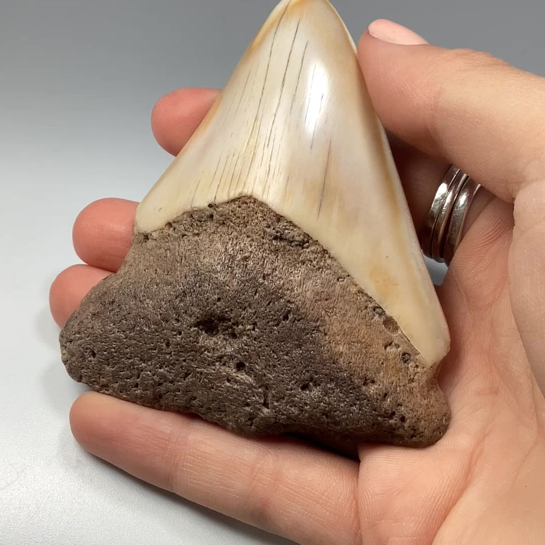 Fossilized Shark Tooth Specimen: White Pacific Megalodon