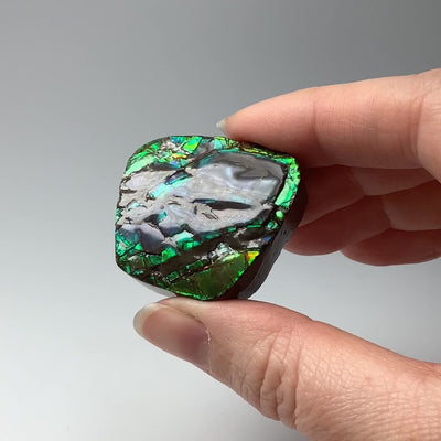 Ammolite Specimen