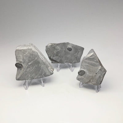 Trilobite Elrathia Kingii Fossil at $39 Each