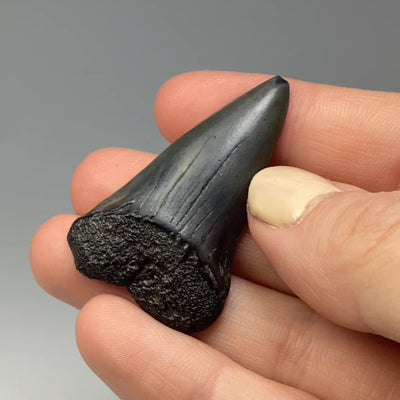Fossilized Shark Tooth Specimen: Great White Shark