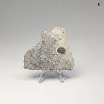 Trilobite Elrathia Kingii Fossil at $39 Each