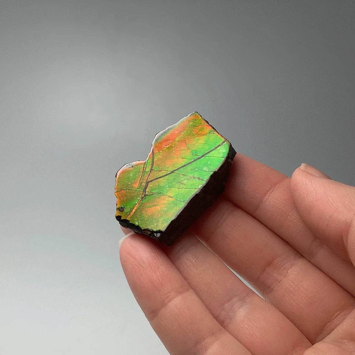 Ammolite Gem Display Box-Rocks and Gems Canada