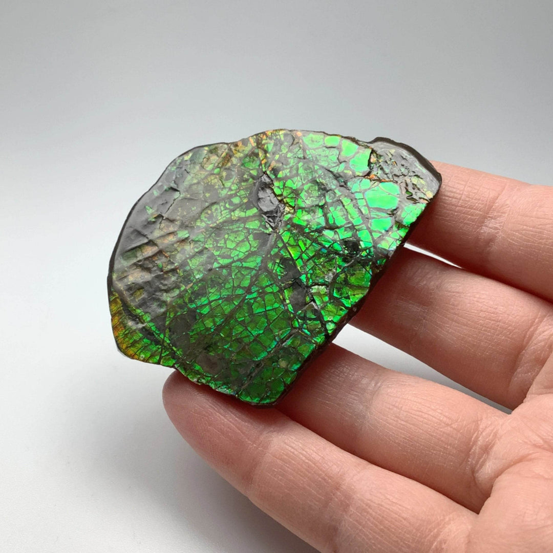 Ammolite Specimen-Rocks and Gems Canada