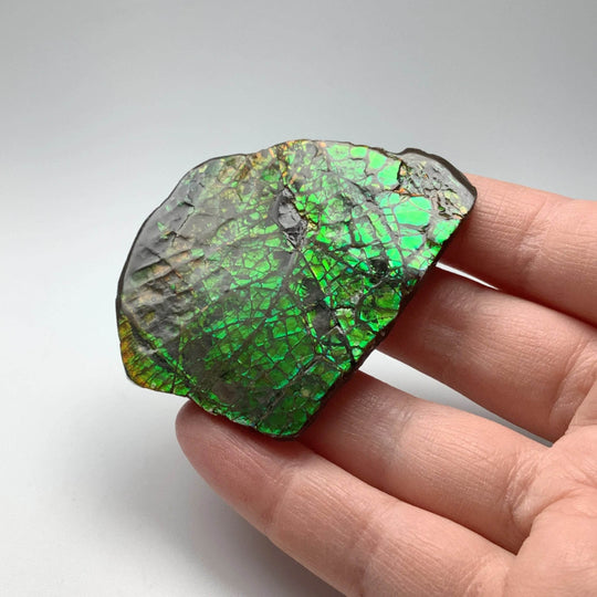 Ammolite Specimen-Rocks and Gems Canada