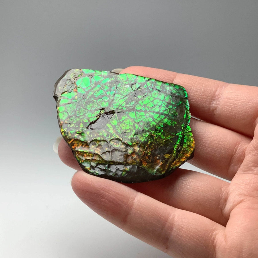 Ammolite Specimen-Rocks and Gems Canada